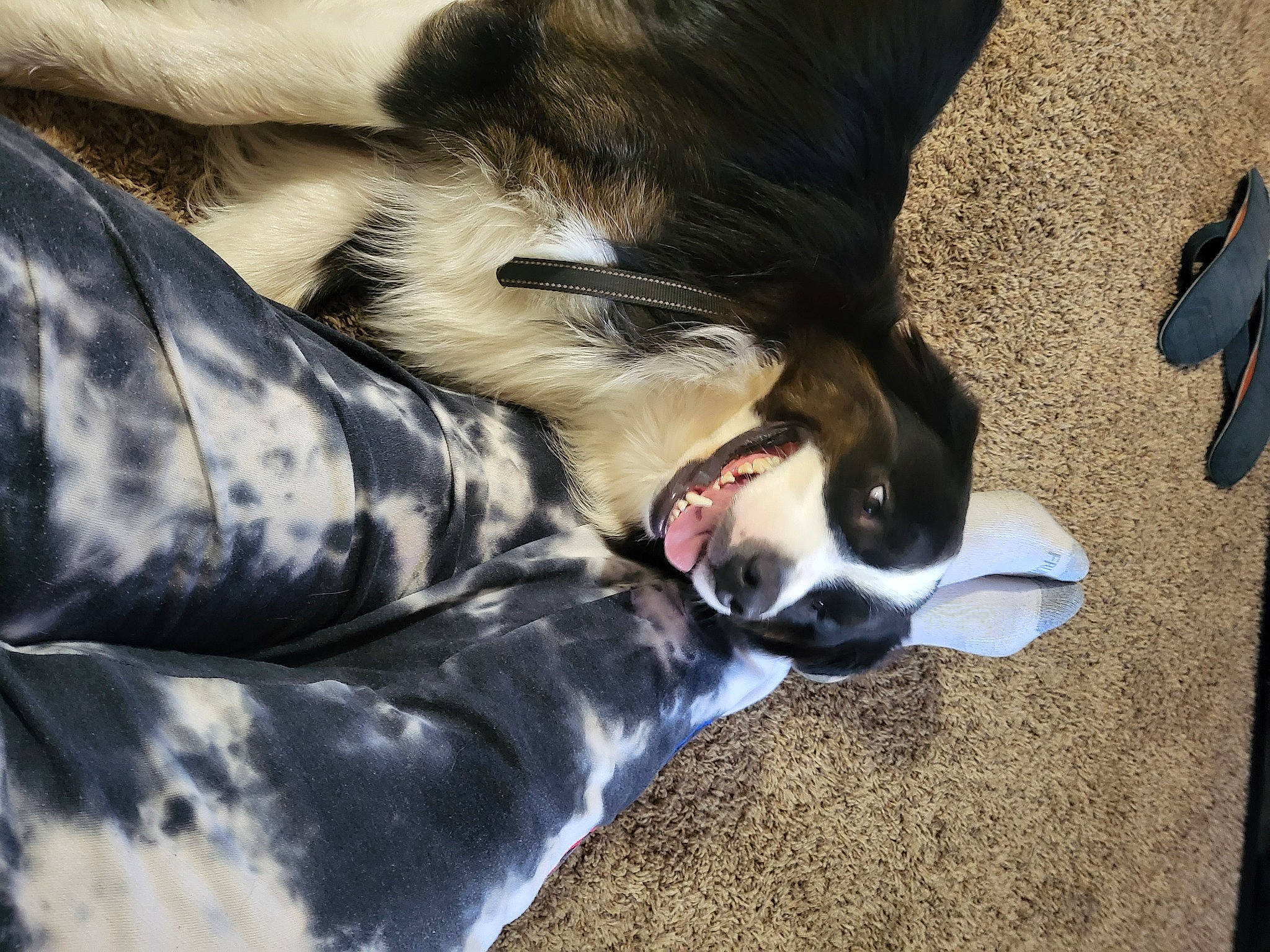 Newt is registered to the contest to win money with this photo: carnivore, collar, comfort, companion_dog, couch, dog, dog_breed, dog_collar, dog_supply, fawn, felidae, foot, human_leg, paw, small_to_medium_sized_cats, snout, sporting_group, tail, whiskers, working_animal