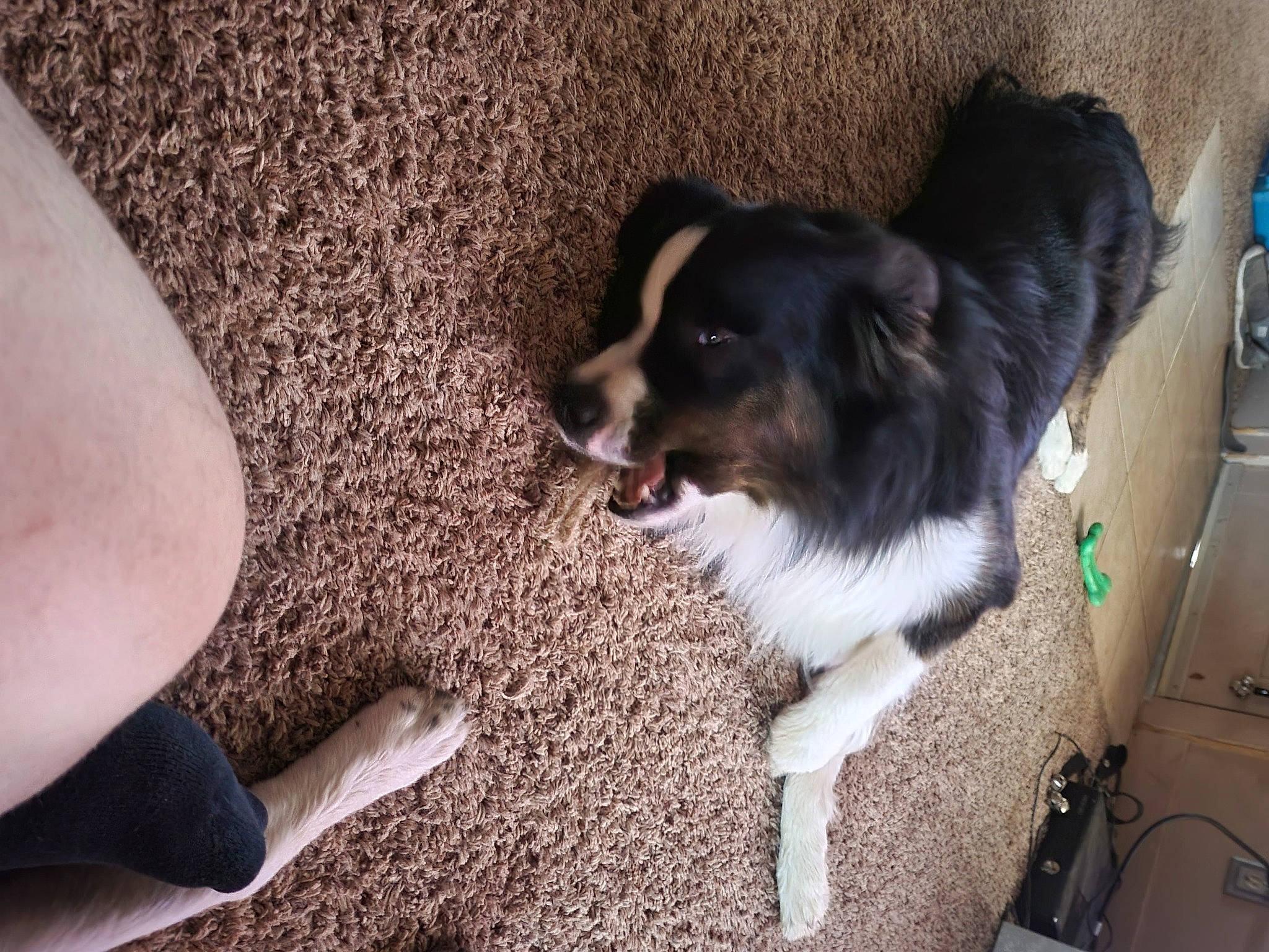 Newt is registered to the contest to win money with this photo: border_collie, canidae, carnivore, companion_dog, dog, dog_breed, flooring, fur, herding_dog, paw, snout, sporting_group, tail, toy_dog, whiskers, working_animal, working_dog