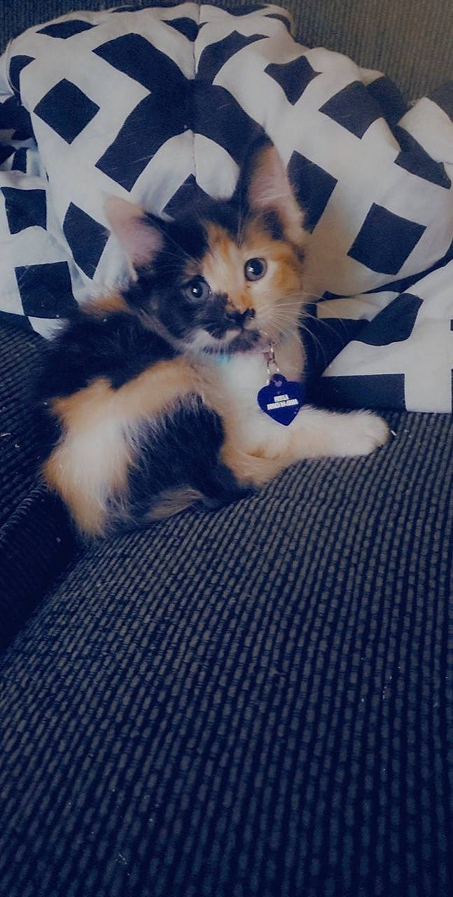 Freya joined the competition — help win amazing prizes! carnivore, cat, claw, cloud, companion_dog, electric_blue, fawn, felidae, flooring, fur, pattern, paw, sky, small_to_medium_sized_cats, tail, terrestrial_animal, whiskers