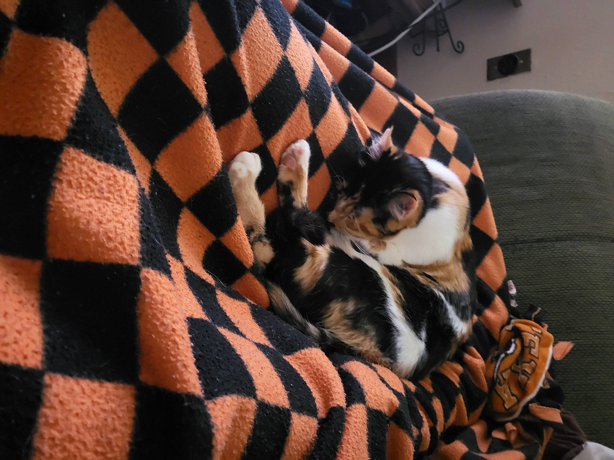 Freya is registered to the contest to win money with this photo: brown, carnivore, comfort, companion_dog, couch, dog, dog_breed, dog_supply, fawn, felidae, fur, linens, pattern, pet_supply, plaid, room, small_to_medium_sized_cats, tail, textile, whiskers