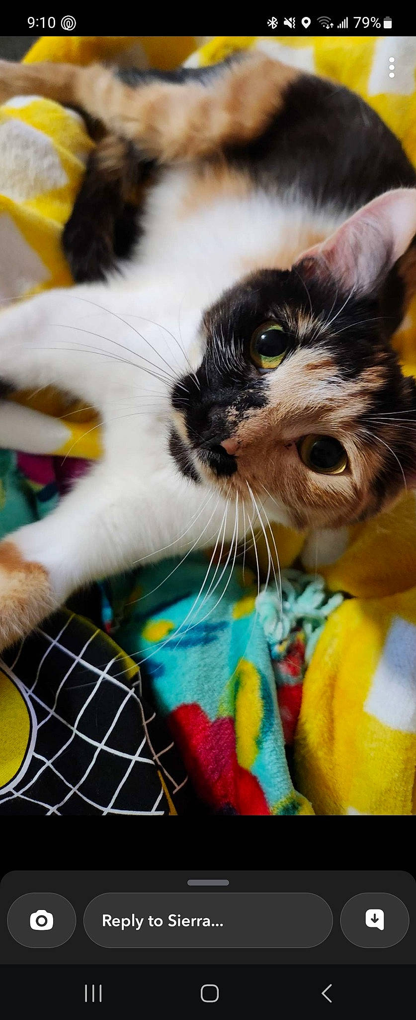 Freya is registered to the contest to win money with this photo: carnivore, cat, claw, domestic_short_haired_cat, eye, fawn, felidae, fur, iris, mammal, pattern, paw, plaid, plant, small_to_medium_sized_cats, snout, tail, tartan, textile, whiskers