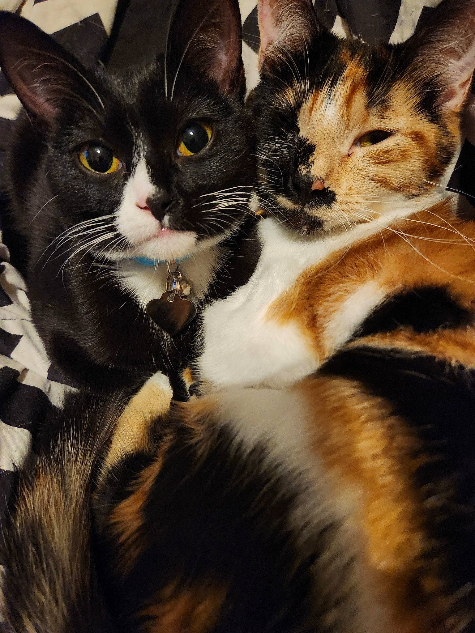 Freya joined the competition — help win amazing prizes! carnivore, cat, claw, comfort, domestic_short_haired_cat, ear, eye, felidae, fur, iris, paw, small_to_medium_sized_cats, snout, tail, tree, whiskers