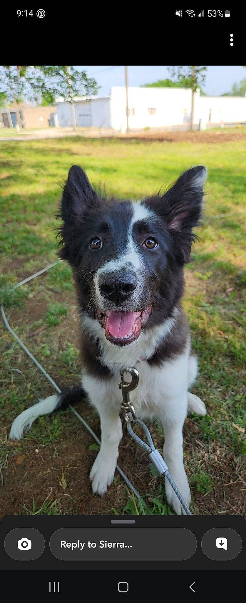 Macaron joined the competition — help win amazing prizes! border_collie, carnivore, collar, companion_dog, dog, dog_breed, dog_collar, grass, herding_dog, plant, sporting_group, whiskers, working_animal, working_dog