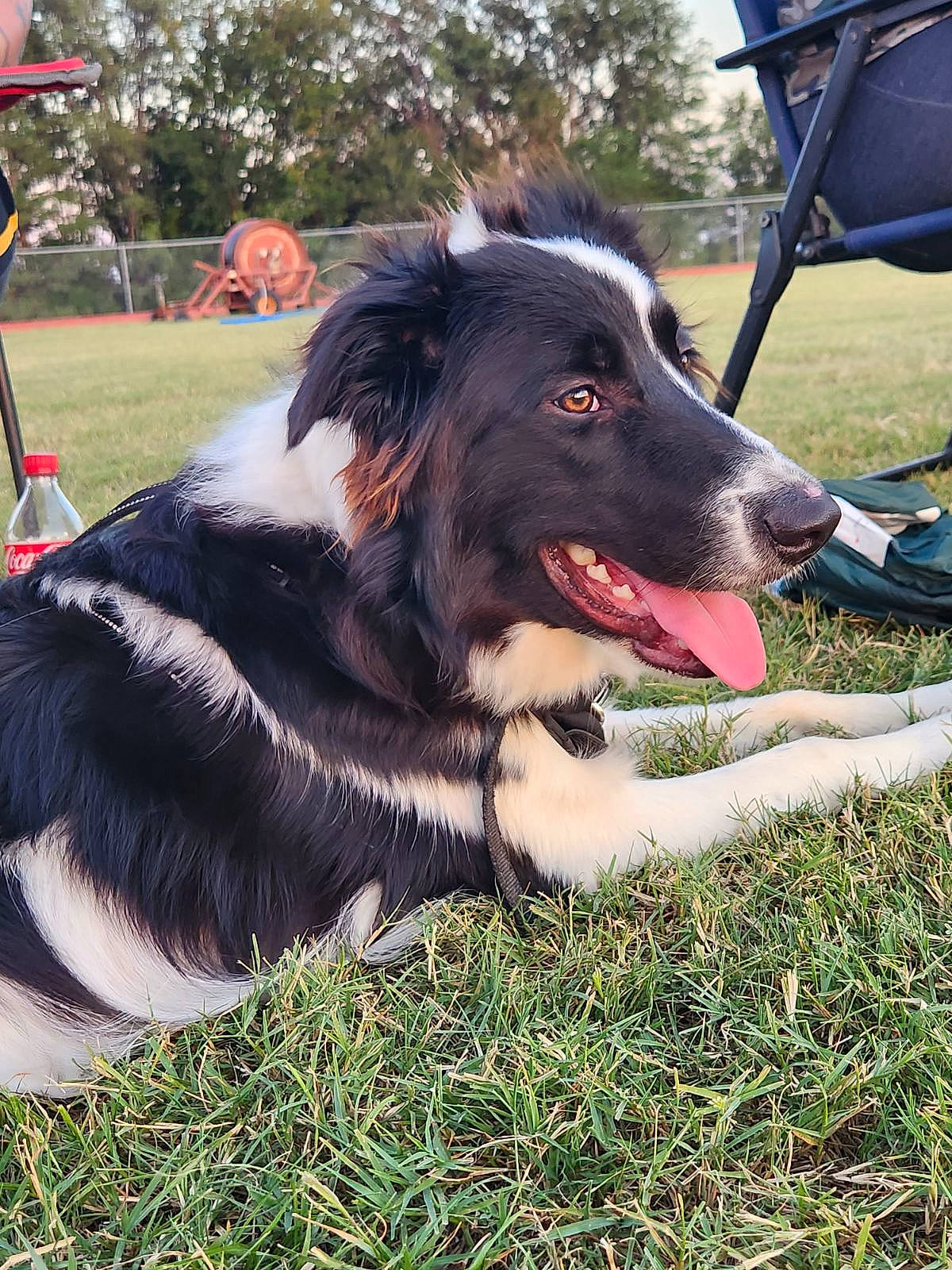 Macaron is registered to the contest to win money with this photo: australian_shepherd, canidae, carnivore, chair, collar, companion_dog, dog, dog_breed, folding_chair, fur, grass, guard_dog, herding_dog, plant, snout, sporting_group, tent, tree, working_dog