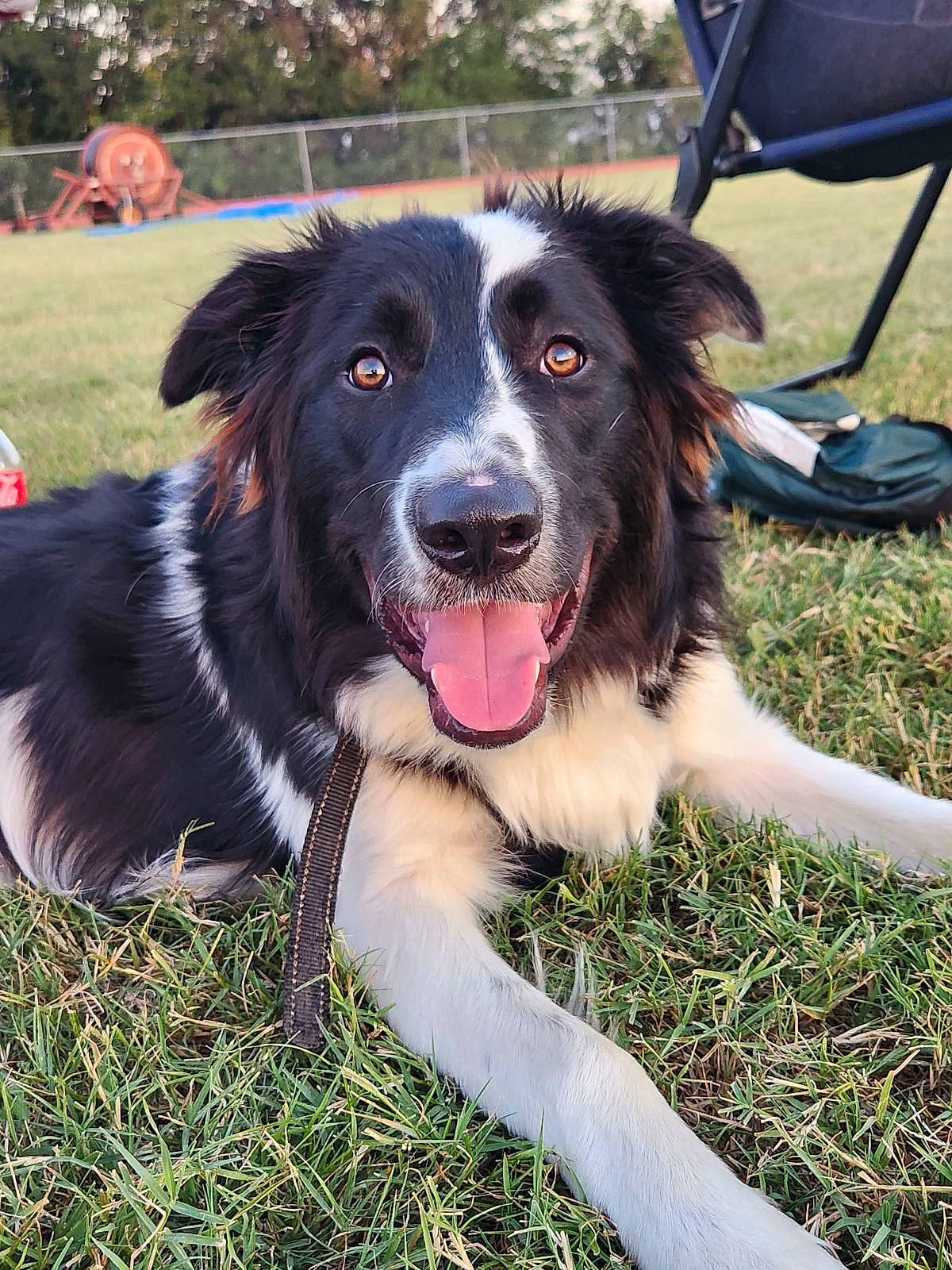 Macaron is registered to the contest to win money with this photo: border_collie, canidae, carnivore, chair, collar, companion_dog, dog, dog_breed, folding_chair, grass, gun_dog, herding_dog, plant, snout, sporting_group, tree, working_dog