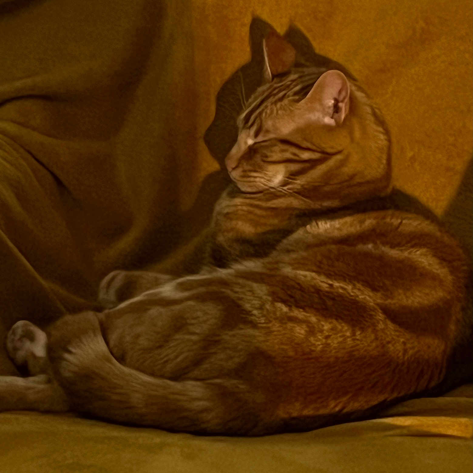 Loulou a rejoint le concours — aidez-le/la à gagner de superbes lots ! abyssinian, animal, architecture, armchair, blanket, building, cat, chair, couch, furniture, hardwood, indoors, kitten, livingroom, manx, person, pet, room, sleeping, wood