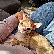 Marley participe au concours pour gagner de l'argent avec cette photo : puppy, dog, small_dog, tan_fur, indoor, lap, person, jeans, sweatshirt, sunlight, cozy, cute, pet, animal, ears, fur, relaxing, home, comfort, looking_up