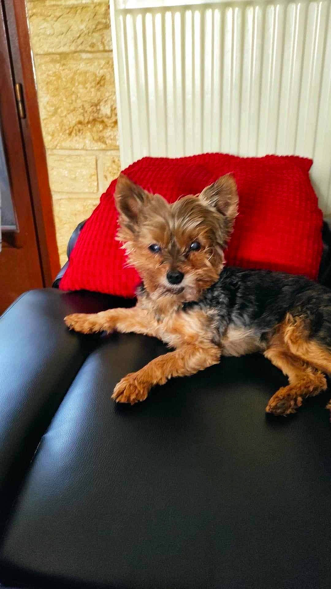 Gwladys a rejoint le concours — aidez-le/la à gagner de superbes lots ! canidae, carnivore, chair, comfort, companion_dog, dog, dog_breed, dog_supply, fawn, flooring, fur, small_terrier, snout, sporting_group, terrier, toy_dog, working_animal, working_terrier, yorkipoo, yorkshire_terrier