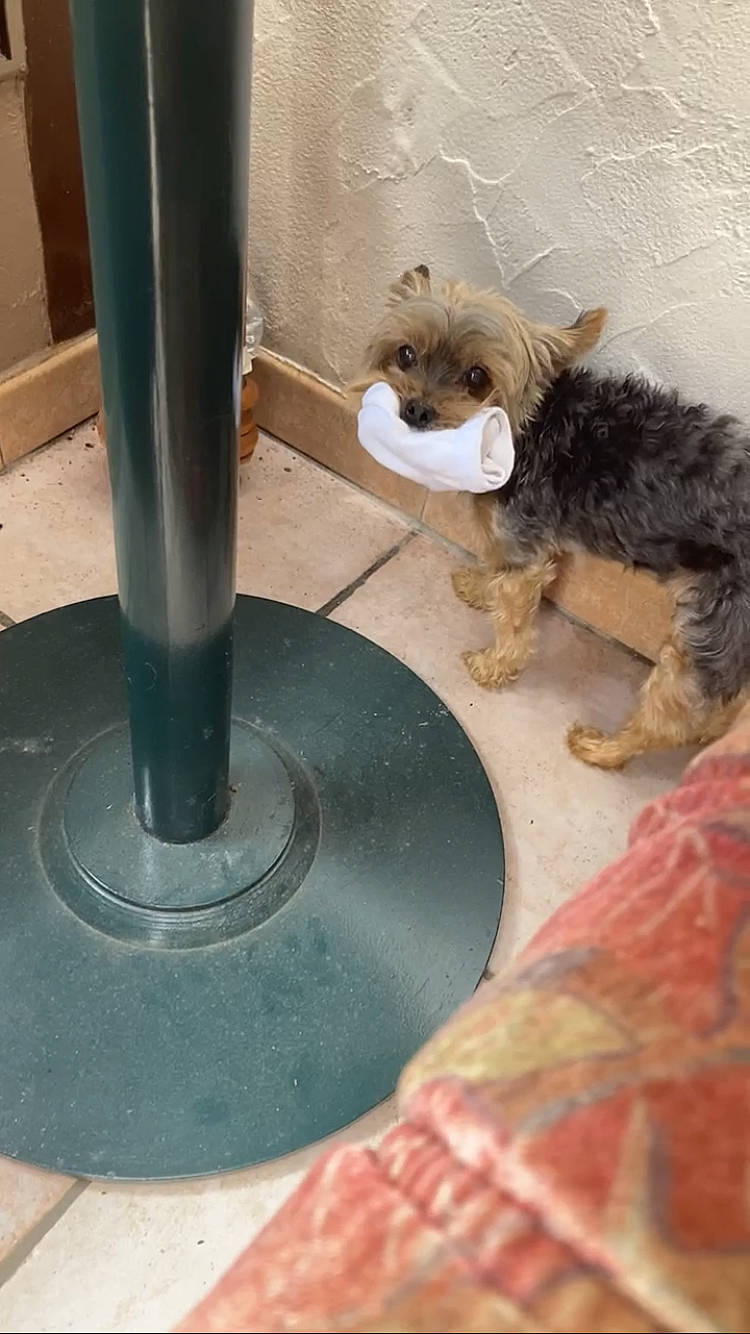 Gwladys a rejoint le concours — aidez-le/la à gagner de superbes lots ! canidae, carnivore, circle, companion_dog, cylinder, dog_breed, fawn, flooring, fur, gas, metal, room, small_terrier, sporting_group, stuffed_toy, tail, toy, toy_dog, welsh_terrier, wood