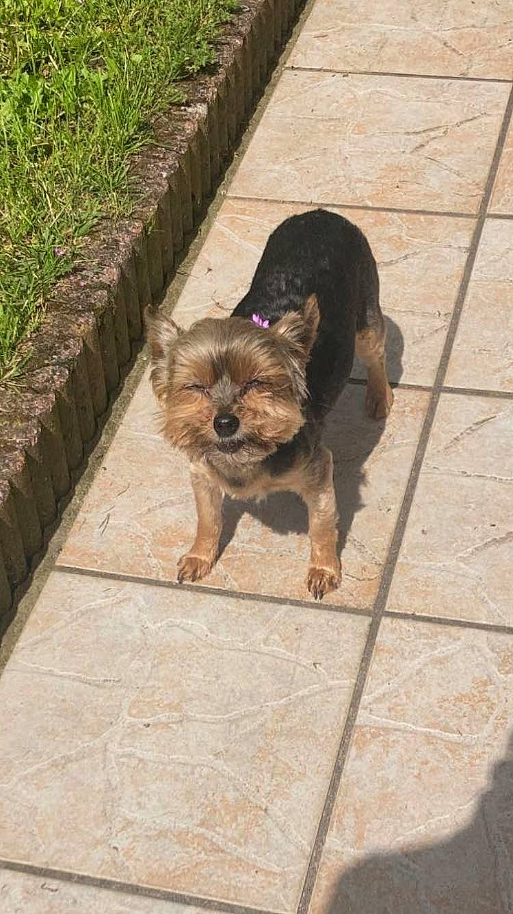 Gwladys participe au concours pour gagner de l'argent avec cette photo : canidae, carnivore, companion_dog, dog, dog_breed, fawn, flooring, fur, leash, liver, pet_supply, road_surface, sidewalk, small_terrier, snout, sporting_group, tail, terrier, toy_dog, working_animal