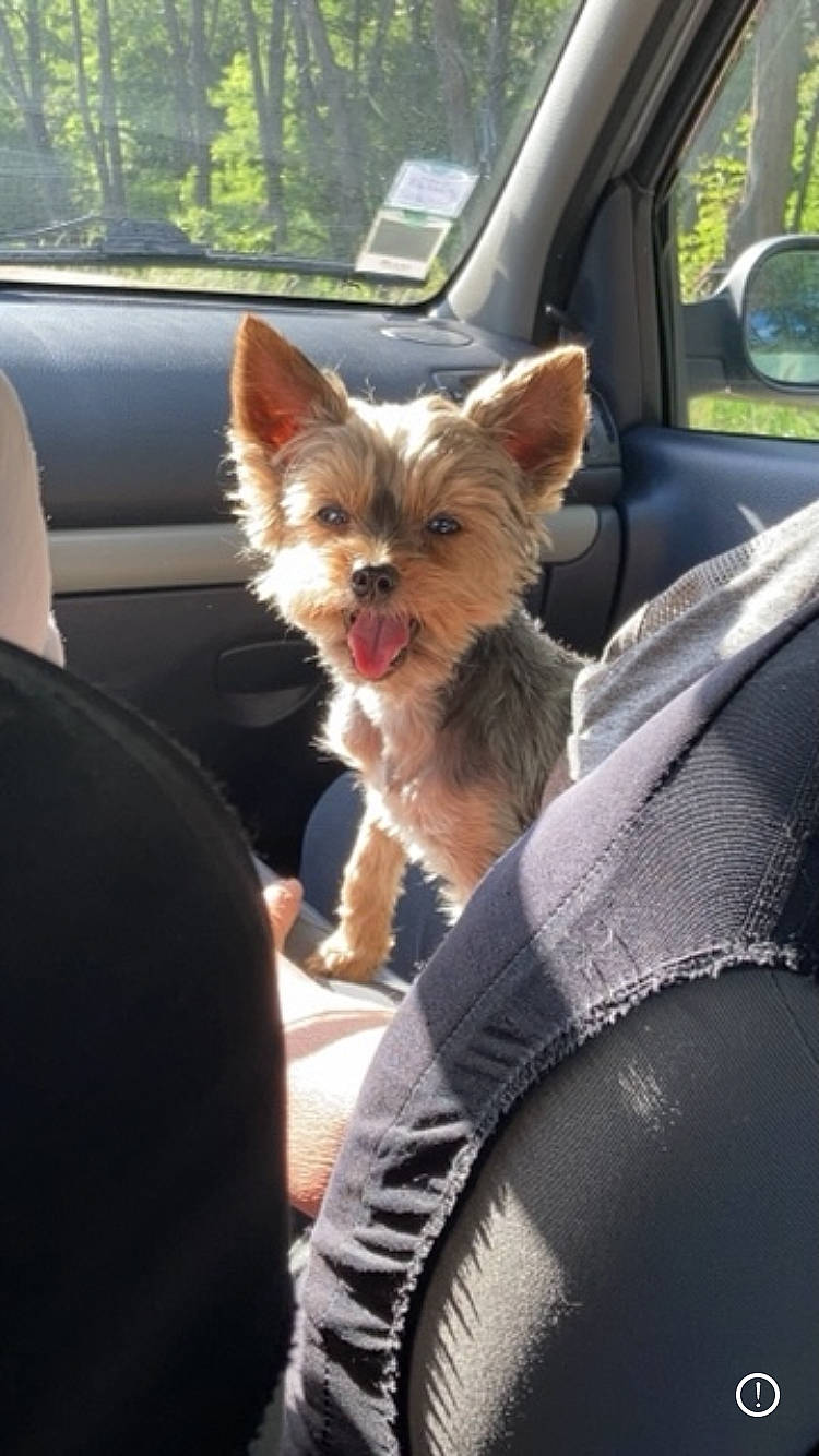 Gwladys a rejoint le concours — aidez-le/la à gagner de superbes lots ! automotive_exterior, automotive_mirror, canidae, car, car_seat, carnivore, companion_dog, dog, dog_breed, family_car, fawn, hood, mirror, motor_vehicle, snout, sporting_group, toy_dog, vehicle_door, window, windshield