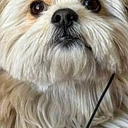 Pico is registered to the contest to win money with this photo: dog, fluffy, birthday_hat, pet, close_up, cute, animal, fur, portrait, indoor, face, brown_eyes, whiskers, nose, sitting, celebration, party, adorable, furry, expression