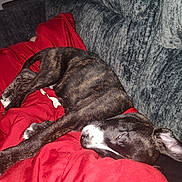 Goose joined the competition — help win amazing prizes! dog, sleeping, brindle, blanket, couch, red, relaxation, pet, indoor, cozy, fur, canine, rest, comfort, animal, laying, home, nap, domestic, companion