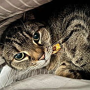 Lily is registered to the contest to win money with this photo: cat, tabby_cat, close_up, pet, feline, fur, whiskers, collar, tag, eyes, cozy, blanket, striped, indoor, cute, animal, face, curious, soft, resting