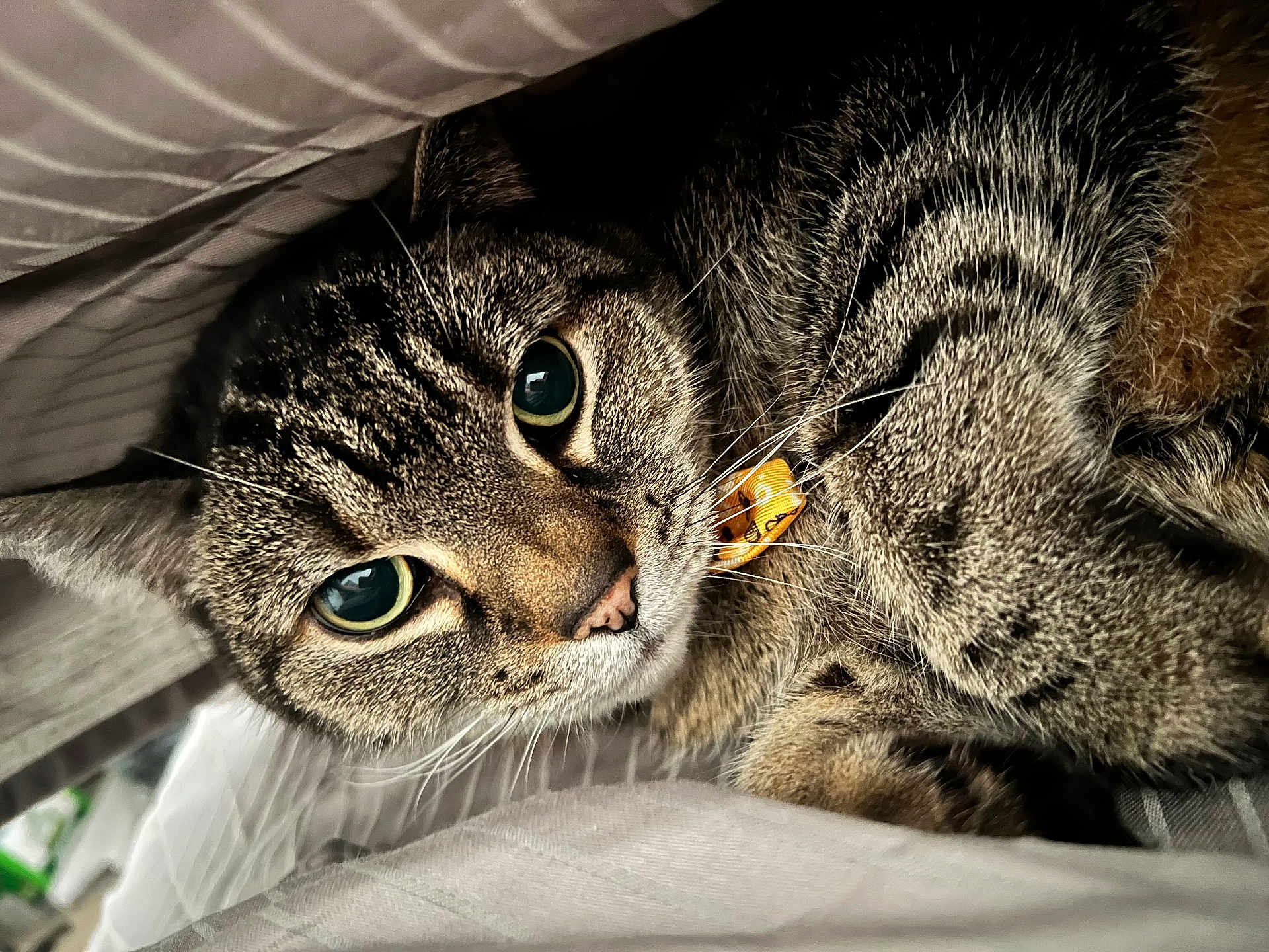 Lily is registered to the contest to win money with this photo: cat, tabby_cat, close_up, pet, feline, fur, whiskers, collar, tag, eyes, cozy, blanket, striped, indoor, cute, animal, face, curious, soft, resting