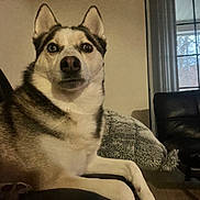 Kano joined the competition — help win amazing prizes! dog, husky, indoor, couch, pillow, heterochromia, blue_eye, brown_eye, pet, animal, fur, face, alert, living_room, window, furniture, relaxing, companion, paw, canine