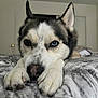 dog, husky, close_up, lying_down, blue_eye, heterochromia, paws, blanket, indoor, pet, animal, fur, ears, nostrils, bedroom, expression, relaxed, portrait, canine, face