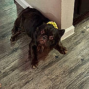 Stitch joined the competition — help win amazing prizes! dog, brown_dog, pet, indoor, wooden_floor, crown, accessory, flooring, wall, corner, looking_up, wide_eyes, small_dog, canine, fur, animal, home, domestic, laying_down, curious