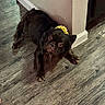 dog, brown_dog, pet, indoor, wooden_floor, crown, accessory, flooring, wall, corner, looking_up, wide_eyes, small_dog, canine, fur, animal, home, domestic, laying_down, curious