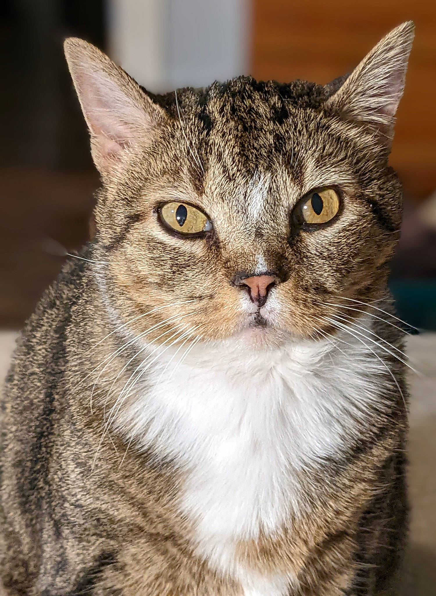 Hailey is registered to the contest to win money with this photo: carnivore, cat, close_up, domestic_short_haired_cat, felidae, fur, iris, small_to_medium_sized_cats, snout, terrestrial_animal, whiskers, wildlife, window