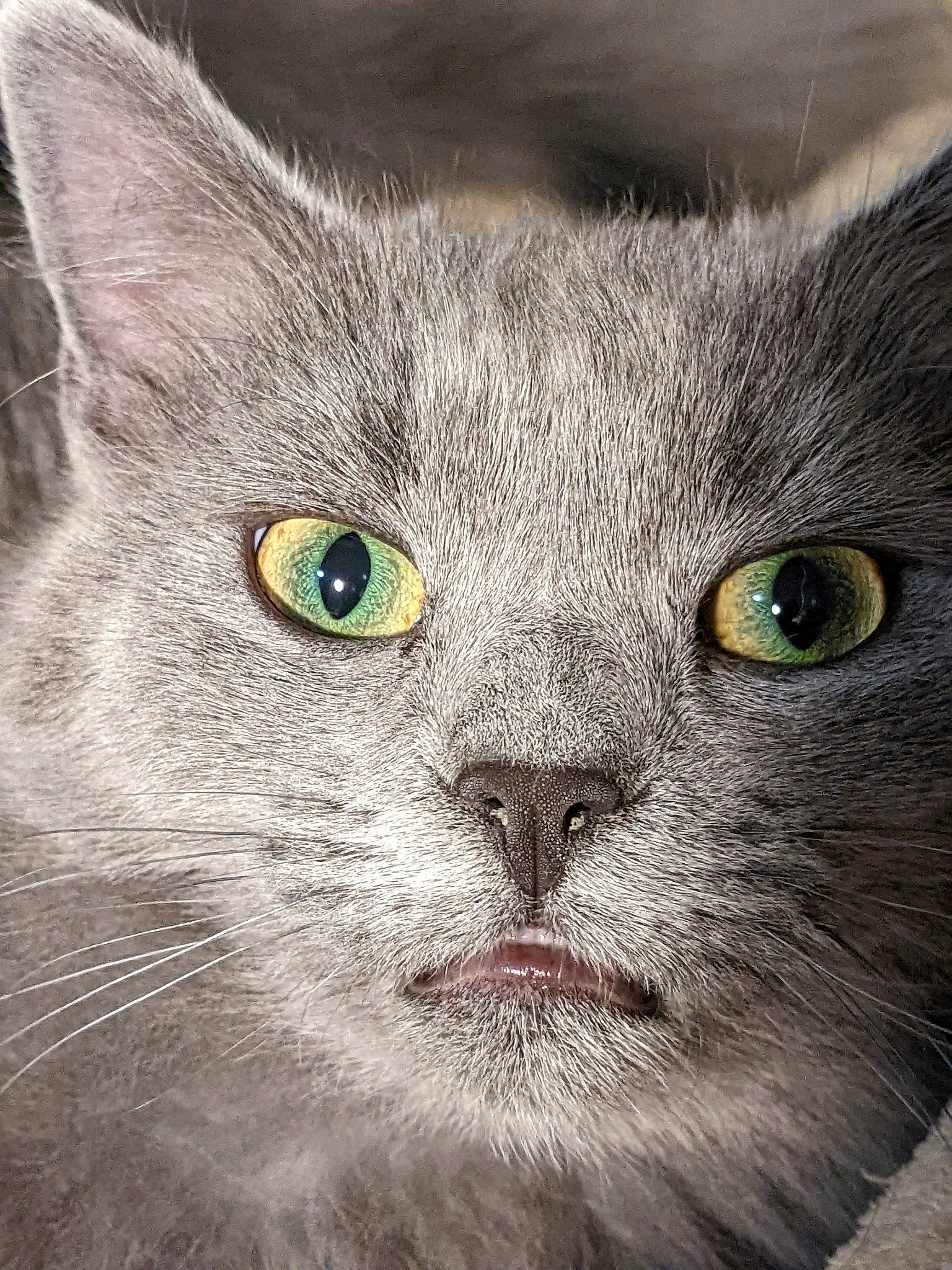 Blue is registered to the contest to win money with this photo: carnivore, cat, close_up, domestic_short_haired_cat, electric_blue, felidae, fur, grey, iris, photo_caption, russian_blue, small_to_medium_sized_cats, snout, terrestrial_animal, whiskers