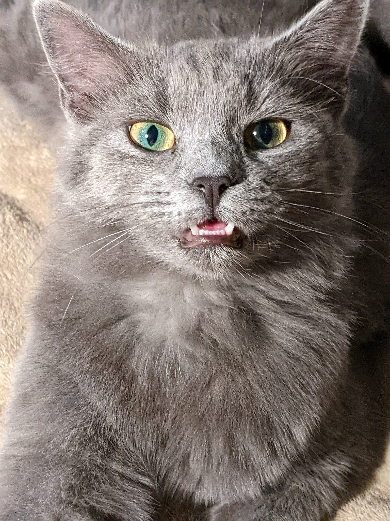 Blue joined the competition — help win amazing prizes! carnivore, cat, domestic_short_haired_cat, felidae, fur, grey, paw, photo_caption, small_to_medium_sized_cats, snout, terrestrial_animal, whiskers, window