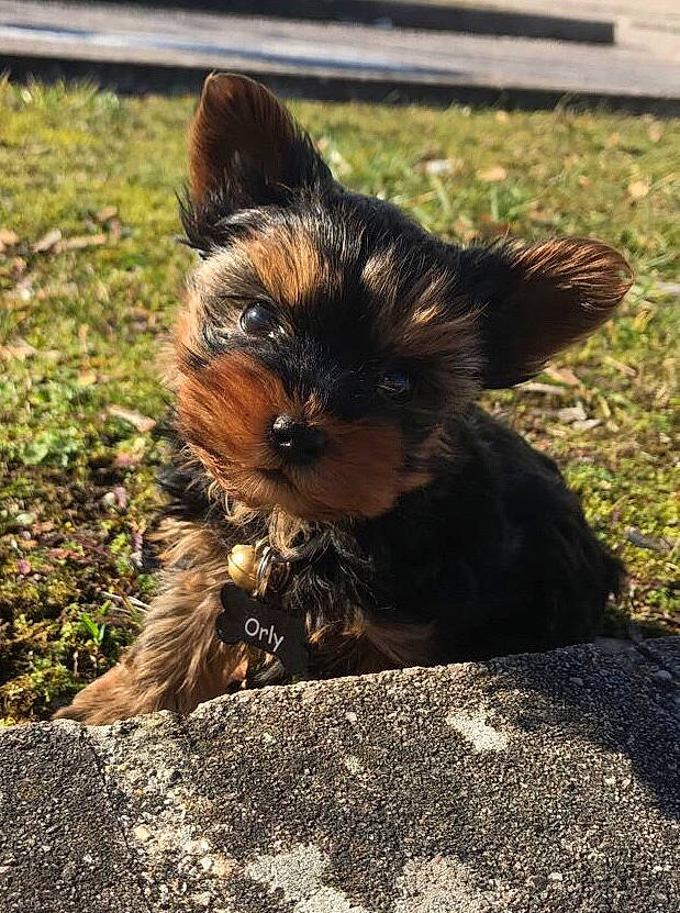 Orly participe au concours pour gagner de l'argent avec cette photo : canidae, carnivore, companion_dog, dog, dog_breed, fawn, fur, grass, liver, small_terrier, snout, soil, sporting_group, tail, terrestrial_animal, terrier, toy_dog, whiskers, working_animal, yorkipoo