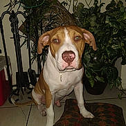 Kuujo Bartholomew joined the competition — help win amazing prizes! animal, brown, collar, curious, cute, decor, dog, ears, face, floor, household, indoor, nose, paw, pet, pillow, plant, sitting, tile, white