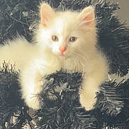 Archer is registered to the contest to win money with this photo: animal, black_tree, branches, cat, christmas_tree, close_up, curious, cute, decor, eyes, furry, holiday, indoor, kitten, pet, pink_nose, soft, whiskers, white_fur, young_animal