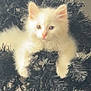 animal, black_tree, branches, cat, christmas_tree, close_up, curious, cute, decor, eyes, furry, holiday, indoor, kitten, pet, pink_nose, soft, whiskers, white_fur, young_animal