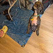 Buddy is registered to the contest to win money with this photo: bag, blue_tarp, collar, crocs, dog, floor, footwear, fur, grooming, indoor, legs, looking_up, person, pet, room, shoes, standing, table, tags, wooden_floor