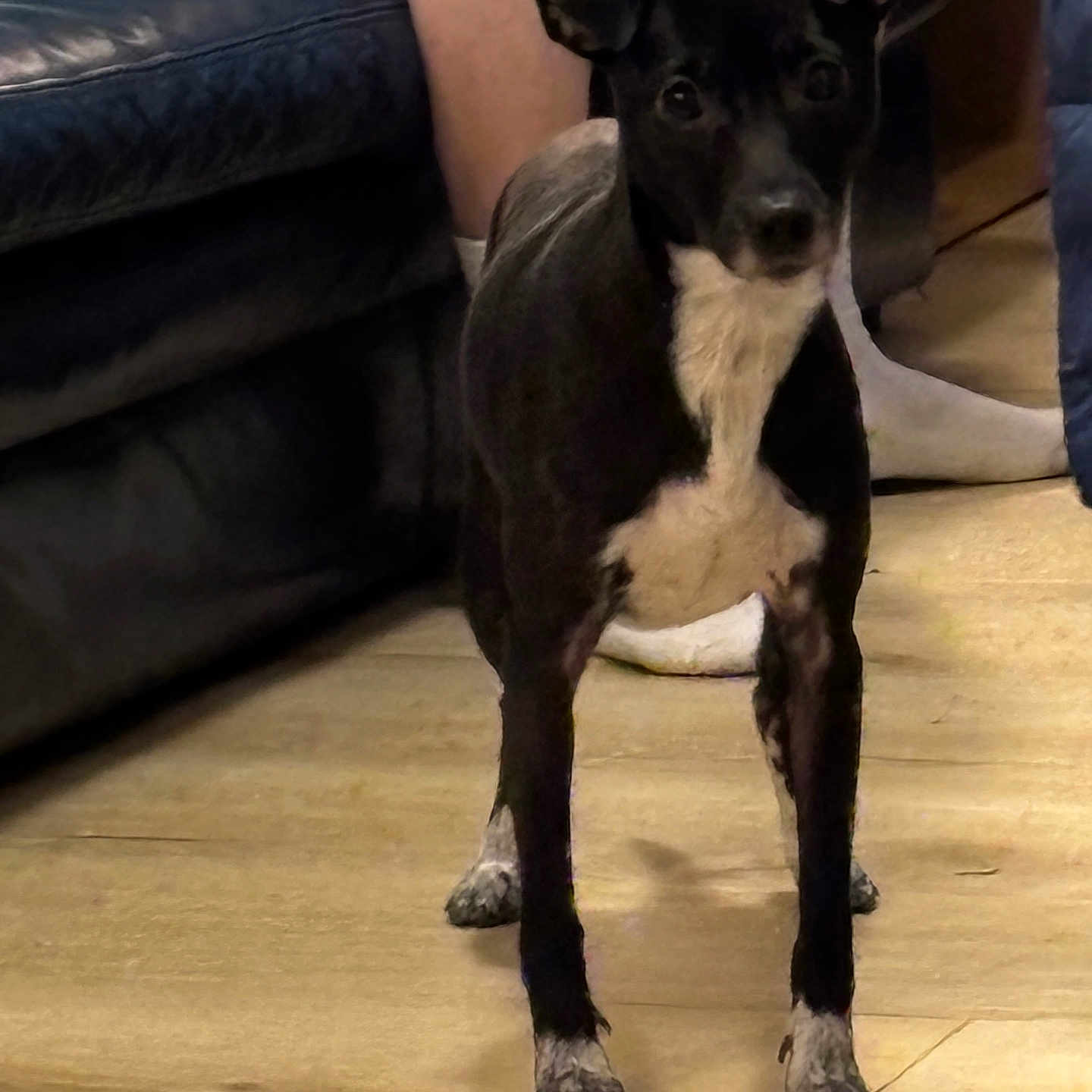 Nala participe au concours pour gagner de l'argent avec cette photo : accessories, animal, canine, chair, chihuahua, clothing, couch, dog, footwear, furniture, hardwood, hound, indoors, interiordesign, person, pet, puppy, shoe, strap, wood