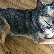 Marley joined the competition — help win amazing prizes! accessories, animal, bandana, canine, dog, formalwear, germanshepherd, hardwood, headband, hound, husky, indoors, interiordesign, leash, pet, policedog, puppy, strap, tie, wood