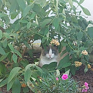 Blu joined the competition — help win amazing prizes! animal, blue_eyes, bush, cat, closeup, curious, daylight, flowers, foliage, fur, garden, greenery, leaves, nature, outdoor, pet, plants, shrub, sitting, wildlife