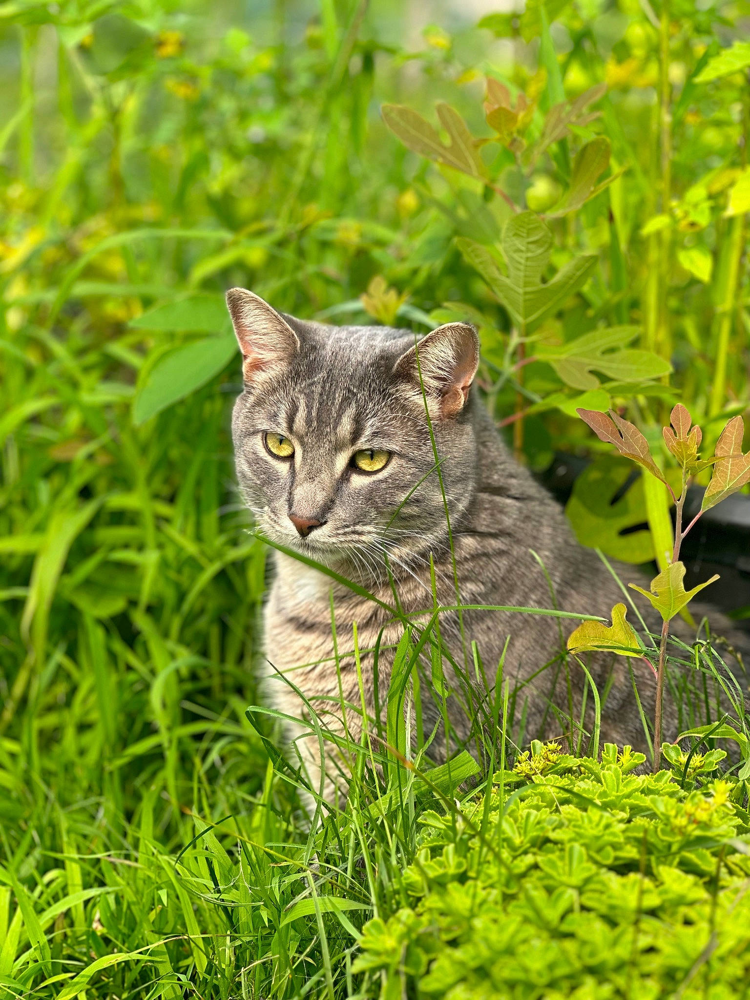 Benito is registered to the contest to win money with this photo: carnivore, cat, domestic_short_haired_cat, felidae, fur, grass, grassland, groundcover, herb, lawn, plant, shrub, small_to_medium_sized_cats, snout, tail, terrestrial_animal, terrestrial_plant, tree, whiskers, wildlife