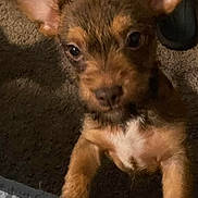 Gizmo joined the competition — help win amazing prizes! puppy, dog, pet, brown_fur, carpet, cute, small_dog, animal, looking_up, ears_up, indoors, domestic_animal, young_dog, face, fur, four_legs, companion, canine, alert, social_media
