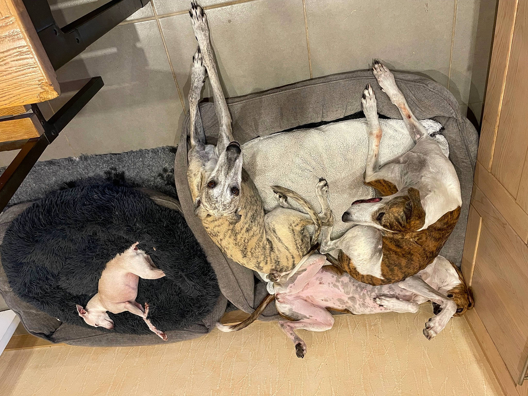 Paprika participe au concours pour gagner de l'argent avec cette photo : bat, canidae, carnivore, dog_breed, fawn, felidae, flooring, fur, marsupial, small_to_medium_sized_cats, tail, vertebrate, whiskers, wood