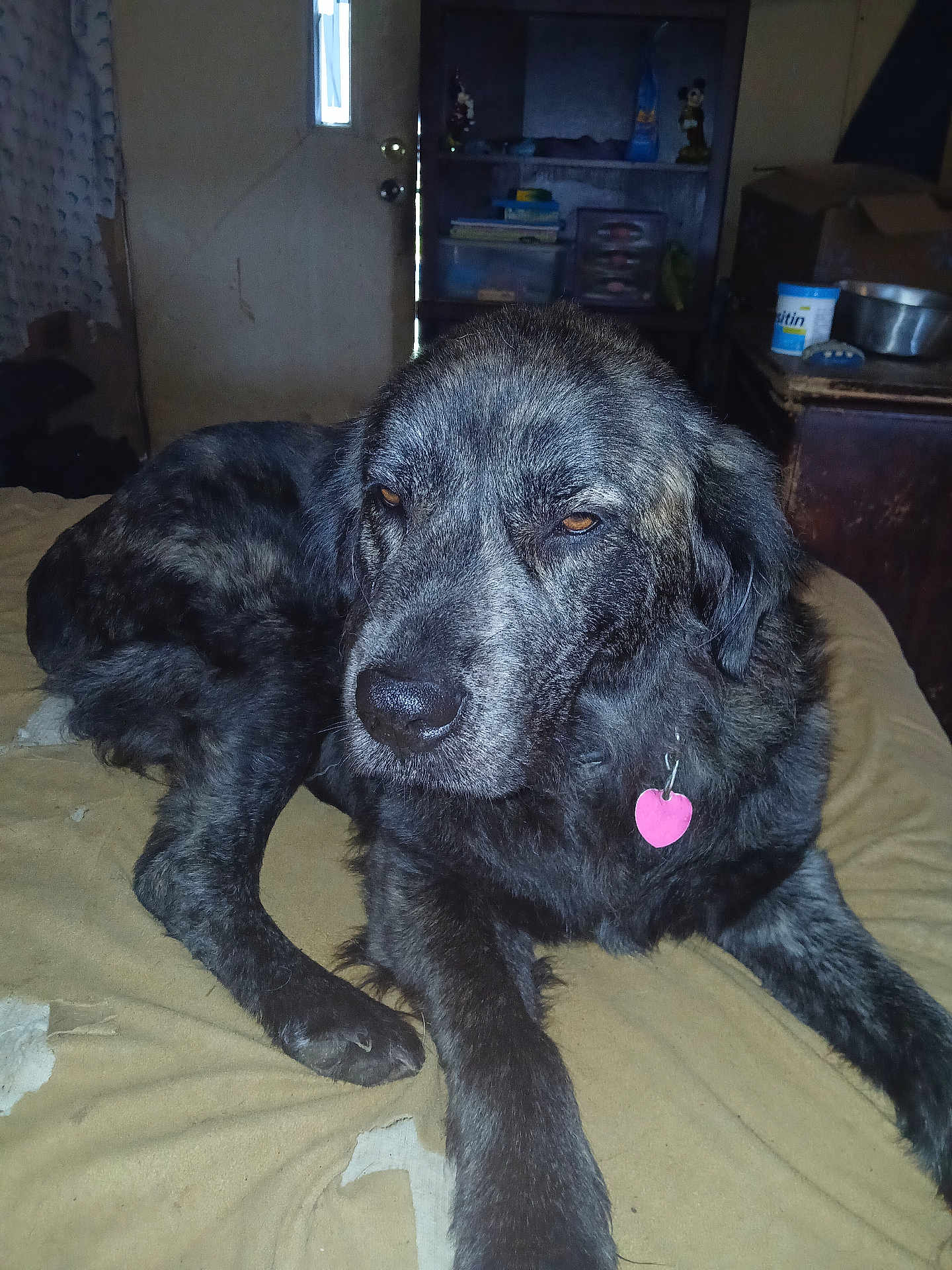 Smokey joined the competition — help win amazing prizes! dog, pet, indoor, bed, blanket, fur, collar, tag, resting, animal, canine, relaxed, brown_eyes, furniture, door, shelf, clutter, dim_light, household, laying_down