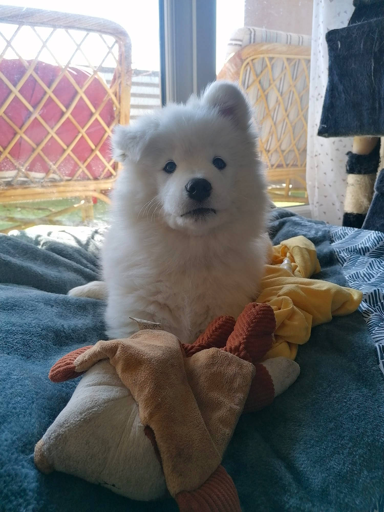 Tikka a rejoint le concours — aidez-le/la à gagner de superbes lots ! canidae, carnivore, companion_dog, dog, dog_breed, fur, german_spitz, german_spitz_mittel, indian_spitz, japanese_spitz, mesh, non_sporting_group, samoyed, snout, spitz, sporting_group, terrestrial_animal, volpino_italiano, whiskers, working_animal