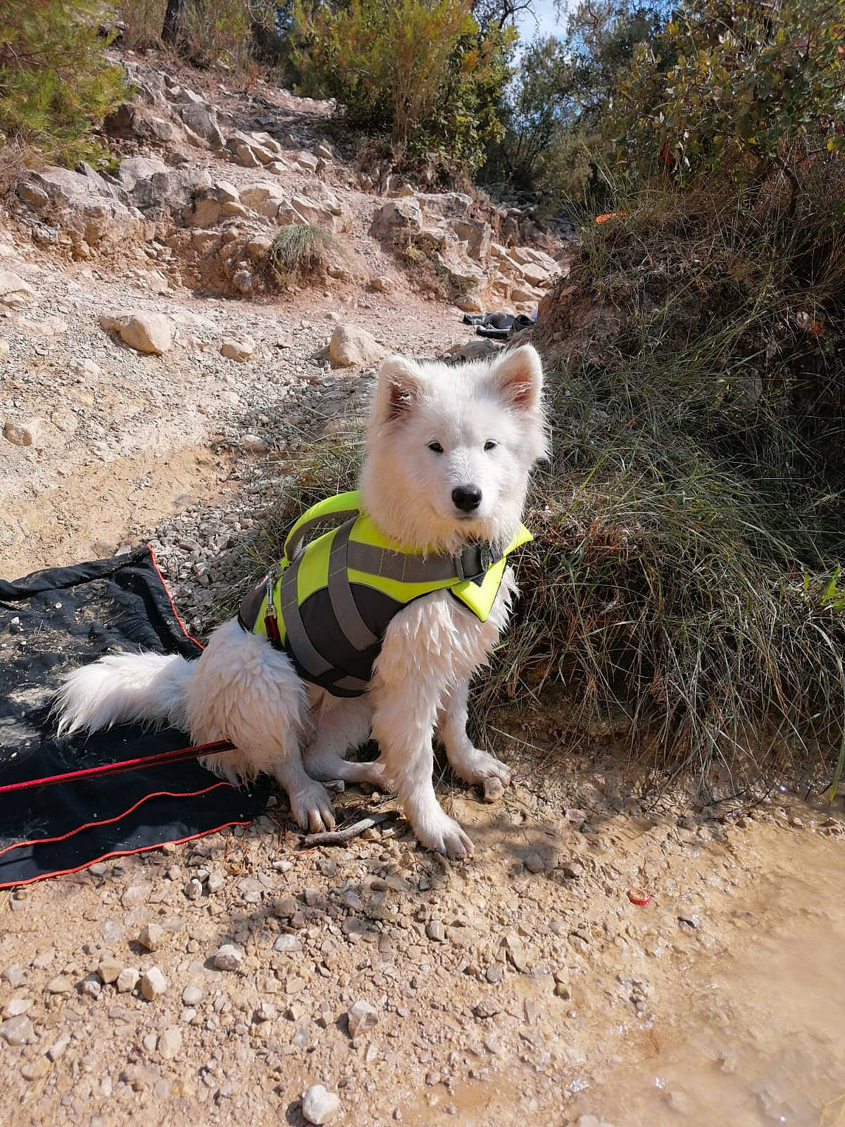 Tikka participe au concours pour gagner de l'argent avec cette photo : adventure, carnivore, collar, companion_dog, dog, dog_breed, dog_clothes, dog_collar, dog_supply, hunting_dog, leash, leisure, plant, recreation, soil, tree, walking, working_animal, working_dog, working_terrier