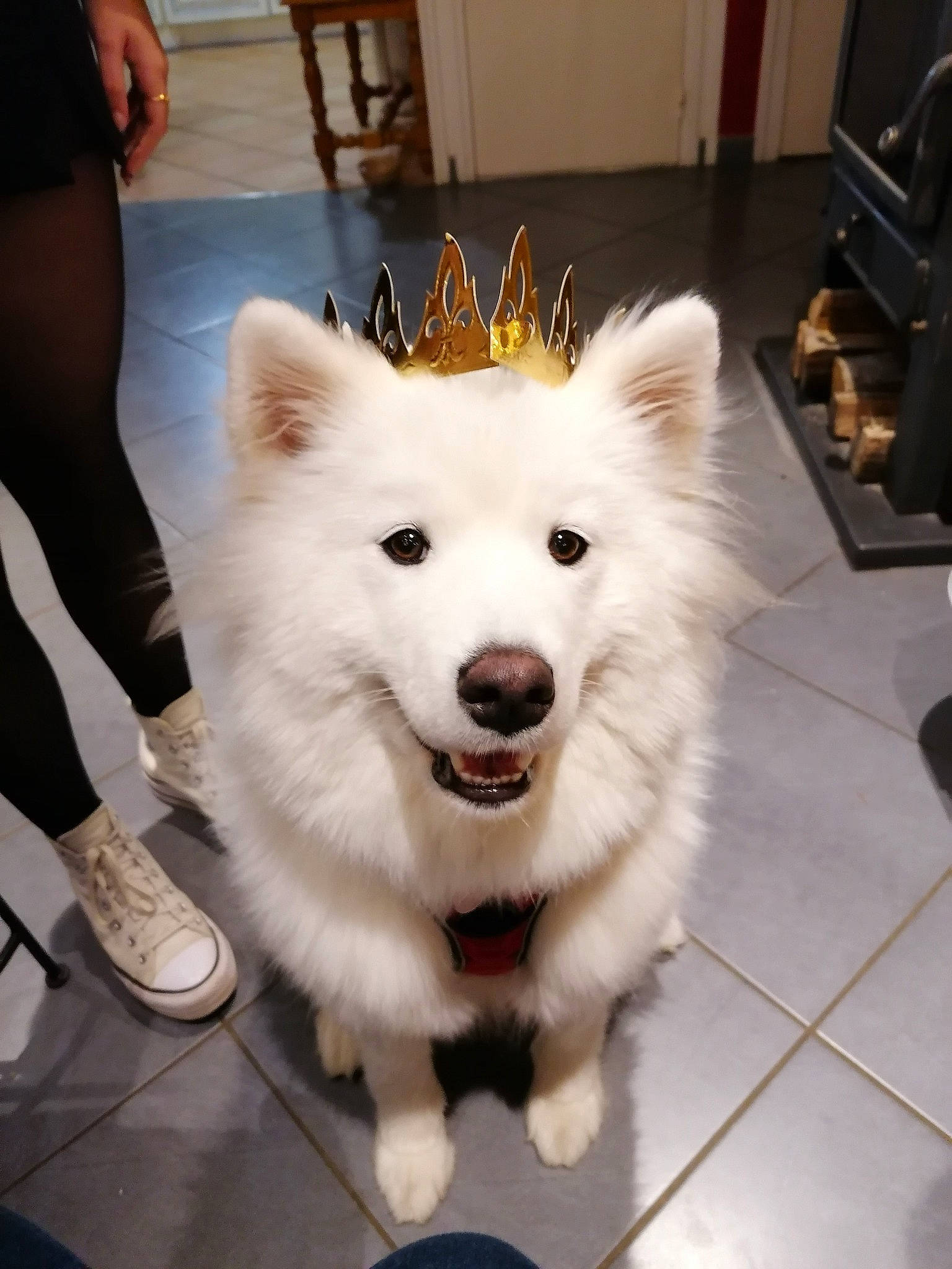 Tikka a rejoint le concours — aidez-le/la à gagner de superbes lots ! ancient_dog_breeds, cabinetry, canidae, carnivore, companion_dog, dog, dog_breed, flooring, fur, german_spitz, german_spitz_mittel, human_leg, sandal, snout, spitz, sporting_group, thigh, volpino_italiano, white, working_dog