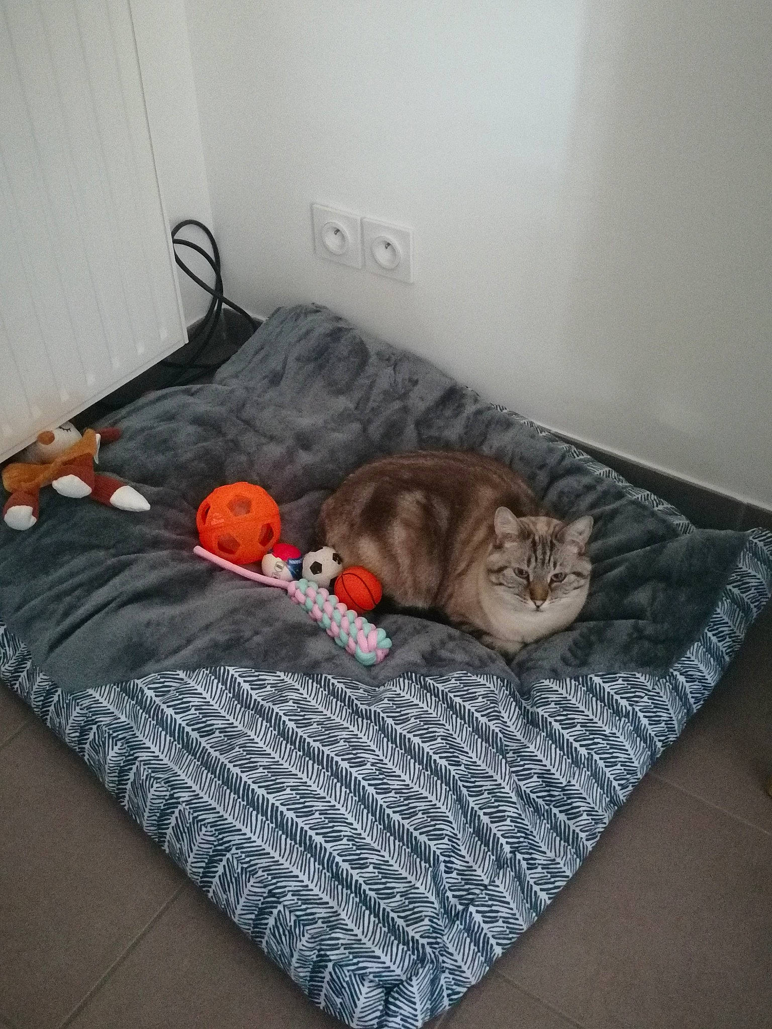 Dingo participe au concours pour gagner de l'argent avec cette photo : bed, bedding, bedroom, canidae, carnivore, cat, comfort, domestic_short_haired_cat, felidae, floor, flooring, fur, grey, hardwood, linens, mattress, room, small_to_medium_sized_cats, whiskers, wood