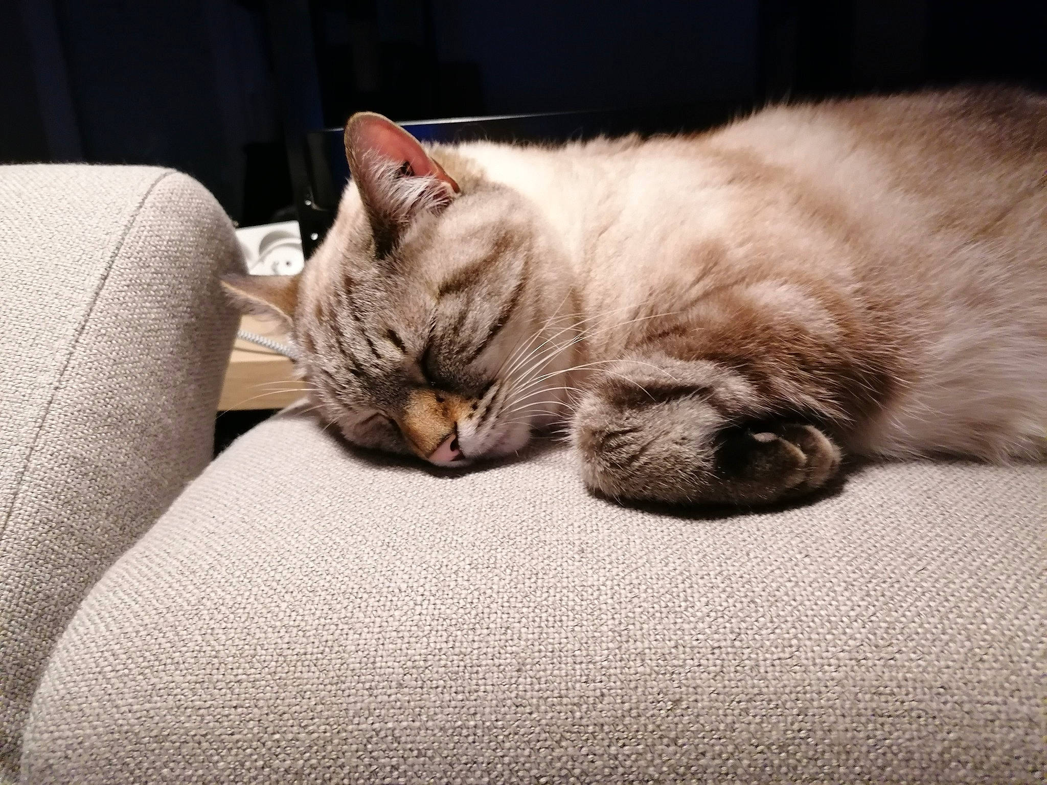 Dingo participe au concours pour gagner de l'argent avec cette photo : carnivore, cat, claw, comfort, couch, domestic_short_haired_cat, fawn, felidae, fur, grey, nap, paw, sitting, sleep, small_to_medium_sized_cats, snout, tail, whiskers, wood, wrinkle