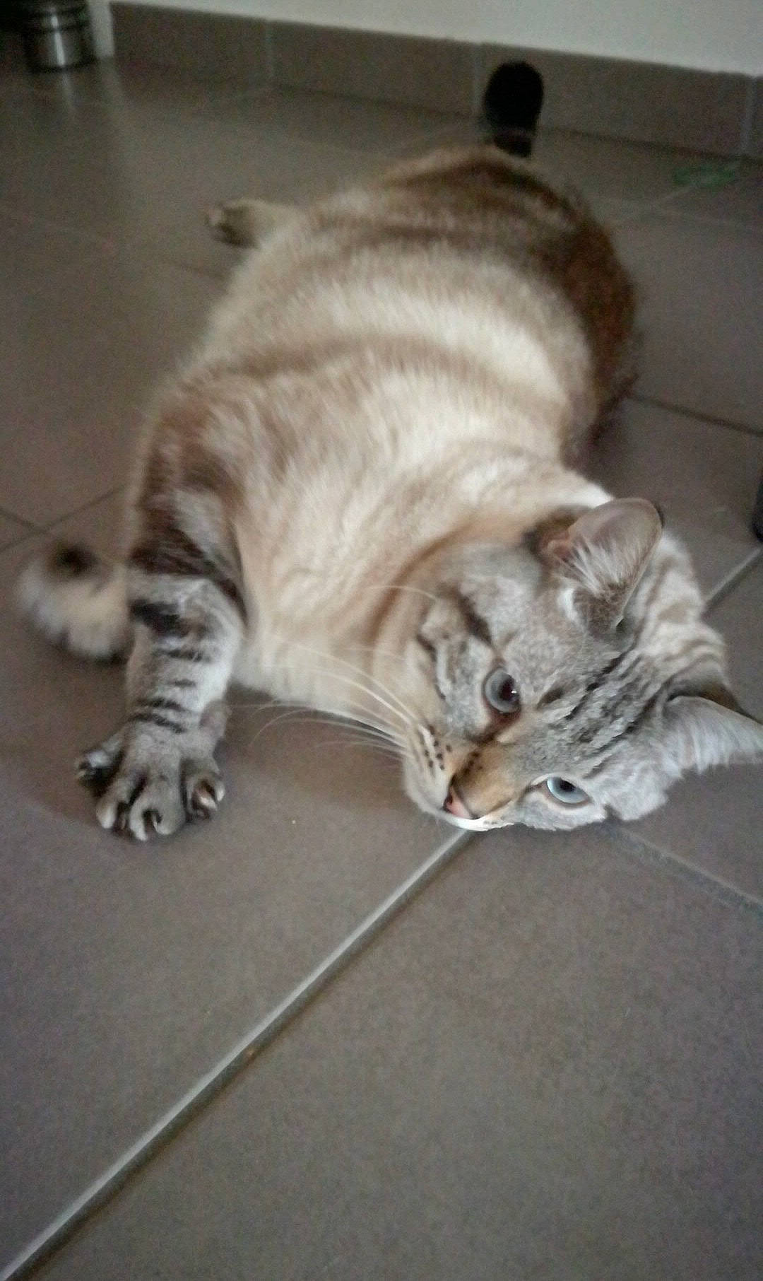 Dingo participe au concours pour gagner de l'argent avec cette photo : carnivore, cat, claw, comfort, domestic_short_haired_cat, fawn, felidae, floor, flooring, fur, grey, hardwood, mammal, nap, paw, small_to_medium_sized_cats, snout, tail, whiskers, wood