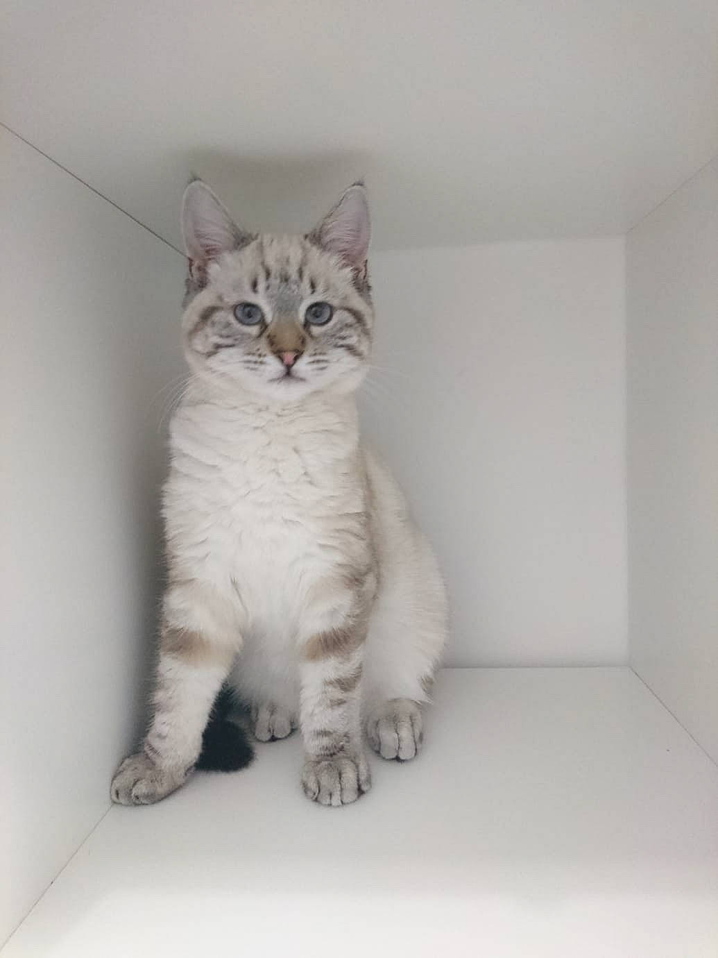 Dingo participe au concours pour gagner de l'argent avec cette photo : birman, carnivore, cat, claw, comfort, domestic_short_haired_cat, door, eye, felidae, foot, fur, paw, plaster, sitting, small_to_medium_sized_cats, snout, tail, terrestrial_animal, whiskers, window