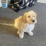 Dottie joined the competition — help win amazing prizes! puppy, dog, carpet, blanket, indoor, floor, bottle, popcorn, curious, pet, fur, light, cozy, home, animal, cute, sitting, looking, background, soft