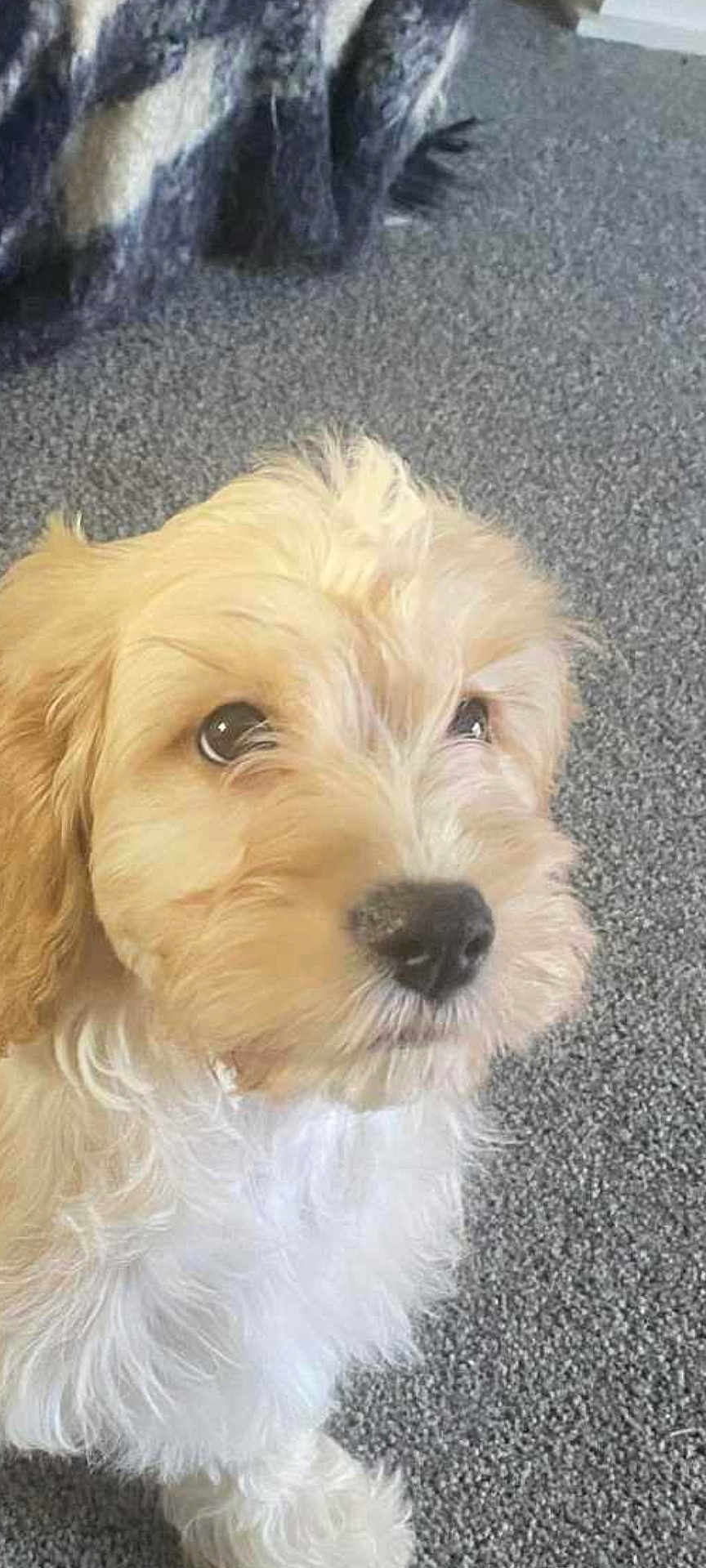 Dottie joined the competition — help win amazing prizes! puppy, dog, fluffy, cream_colored, carpet, indoor, pet, cute, curious, fur, animal, young, looking_up, white, soft, companion, adorable, domestic, friendly, playful