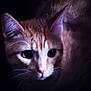 abyssinian, angora, animal, cat, egyptiancat, kitten, manx, pet, siamese, snout