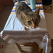 Lala participe au concours pour gagner de l'argent avec cette photo : cat, tabby_cat, table, tablecloth, striped, indoor, curious, pet, whiskers, fur, ears, floor, kitchen, wooden_table, closeup, animal, mammal, domestic, feline, looking_up