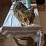 cat, tabby_cat, table, tablecloth, striped, indoor, curious, pet, whiskers, fur, ears, floor, kitchen, wooden_table, closeup, animal, mammal, domestic, feline, looking_up